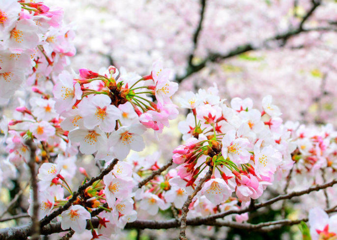 Top 6 Delightful blossoms that are beneficial for our well-being