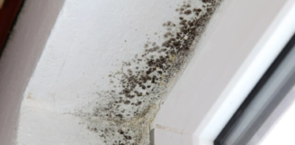 What spreads mold
