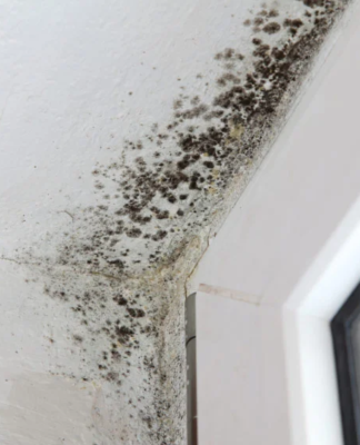 What spreads mold